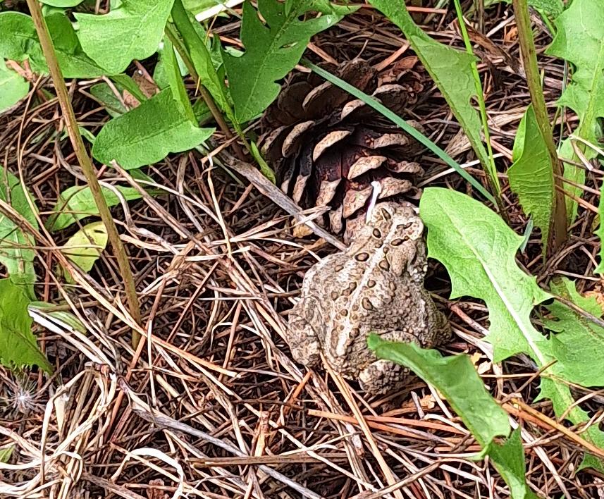 A resident northern leopard frog
