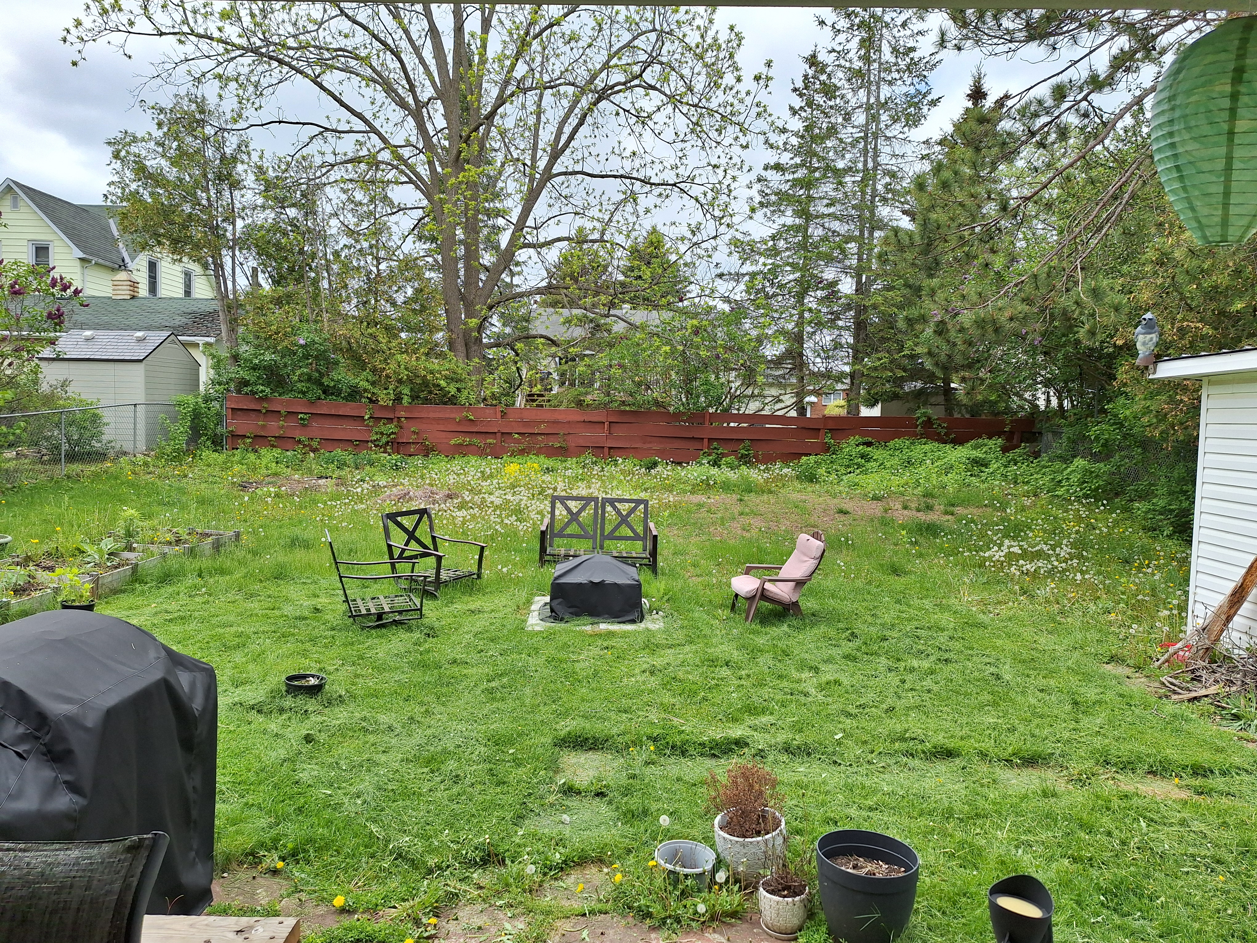 Backyard, Evening of May 20th, 2025