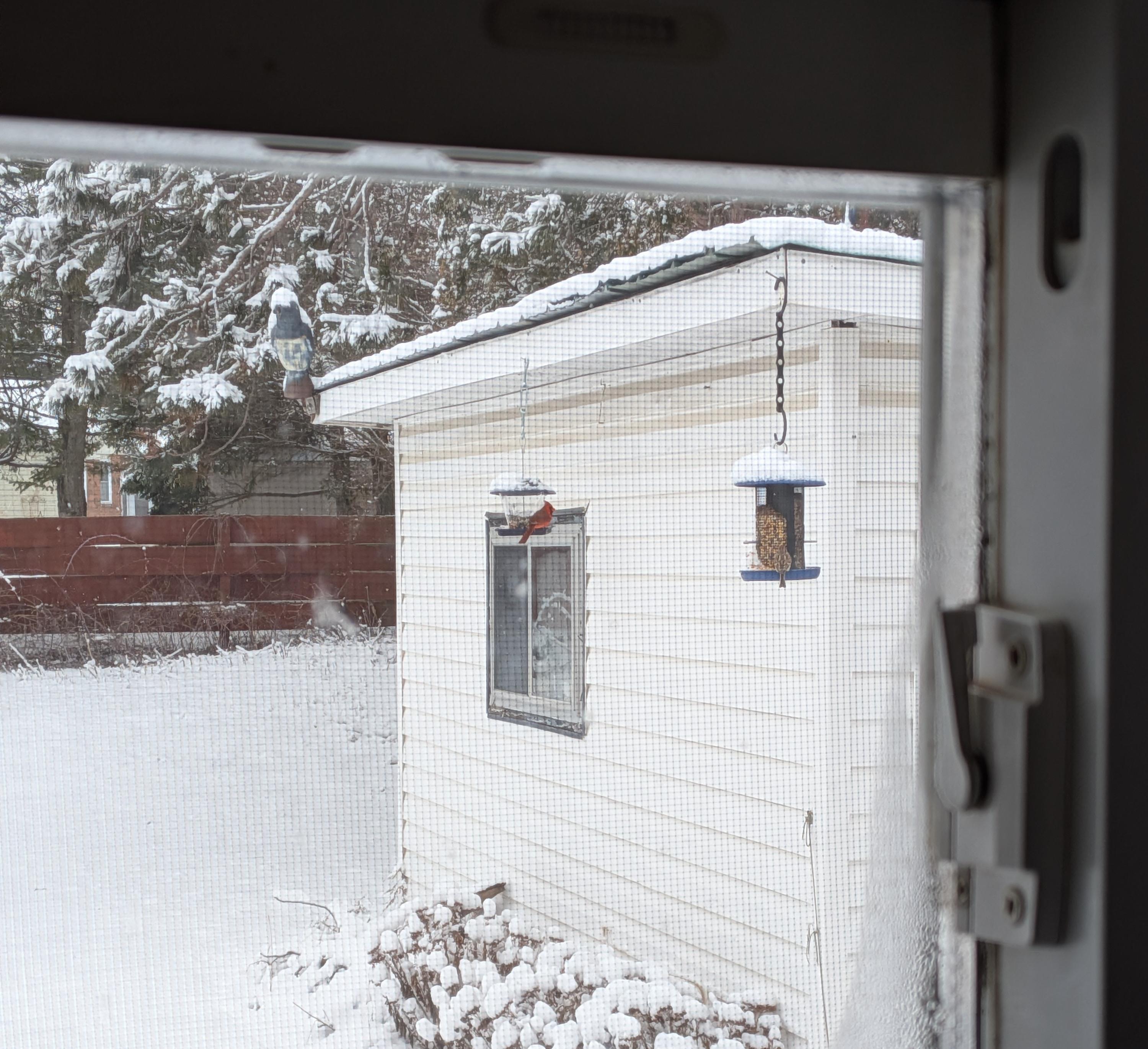 A northern cardinal One Handsome Fellow