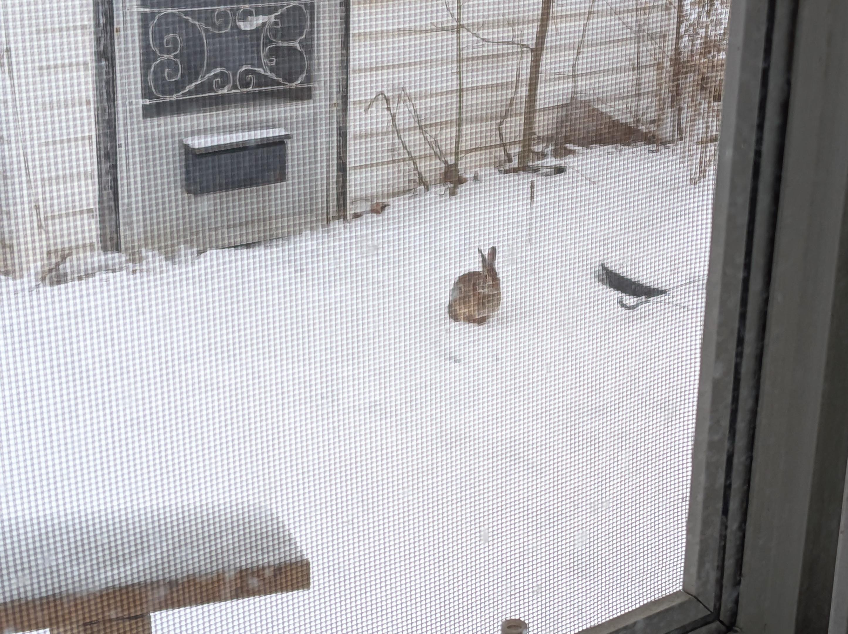 The Rabbit The Rabbit